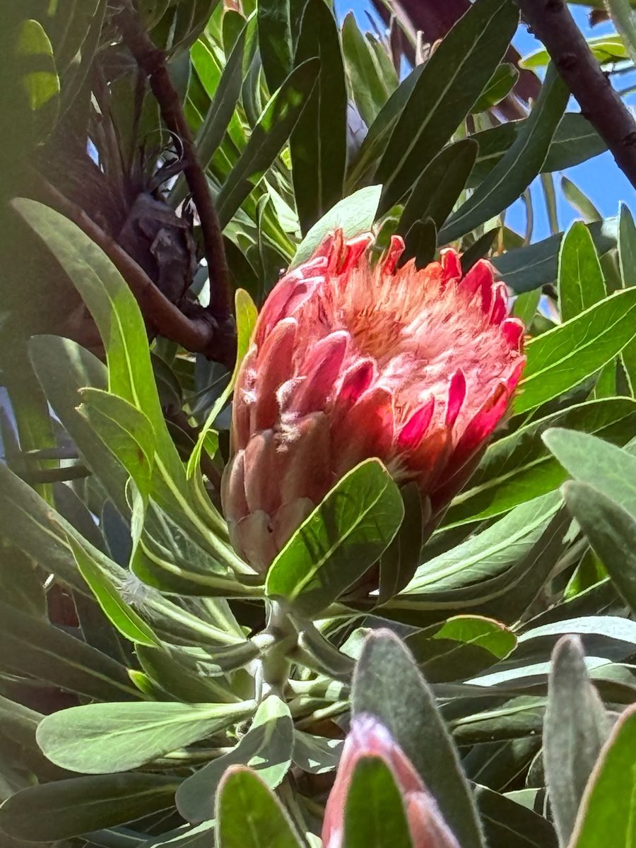 Leuchtend rote Protea-Blüte zwischen grünen Blättern