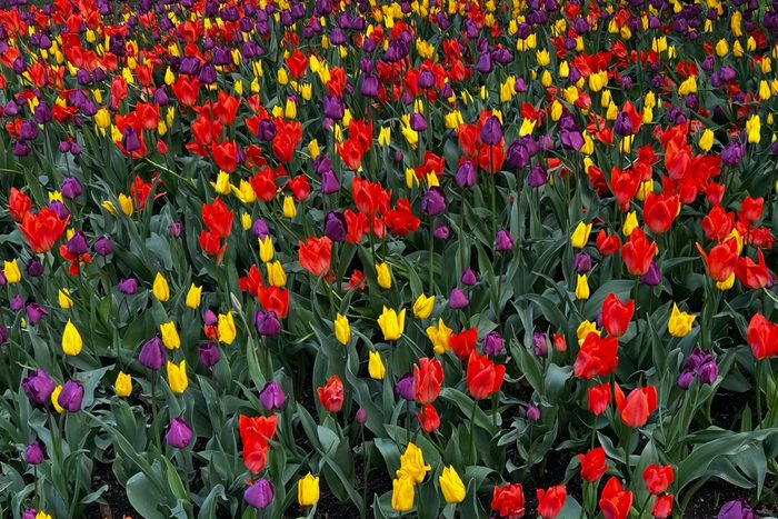 Buntes Tulpenfeld in Rot, Gelb und Violett